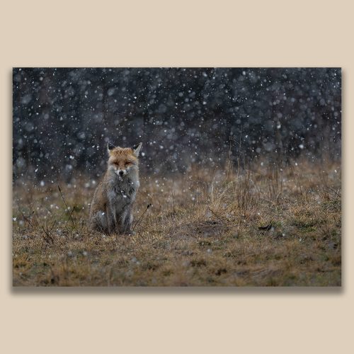 Renard roux assis et paisible sous une chute de neige intense, photographie animalière hivernale par Frédéric Poulain.