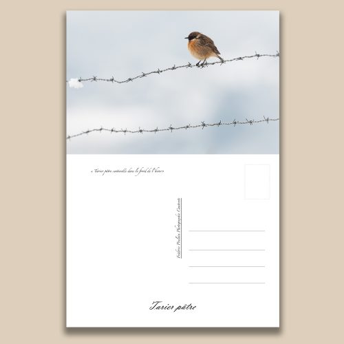 Carte postale animalière : Tarier patre, tirage photo de collection Frédéric Poulain.