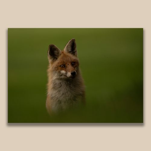 Portrait serré de renard roux sauvage sur fond de prairie verdoyante, photographie animalière de Frédéric Poulain.
