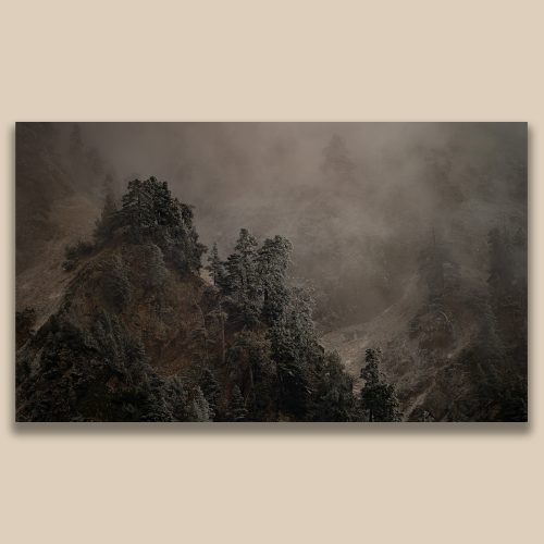 Paysage de montagne sauvage sous la brume et le givre, forêt de pins sylvestres en altitude, photo par Frédéric Poulain.