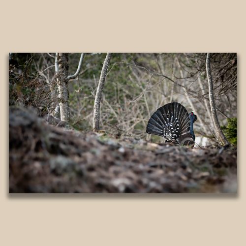 Grand Tétras en parade dans une forêt de montagne, photographie animalière rare par Frédéric Poulain.