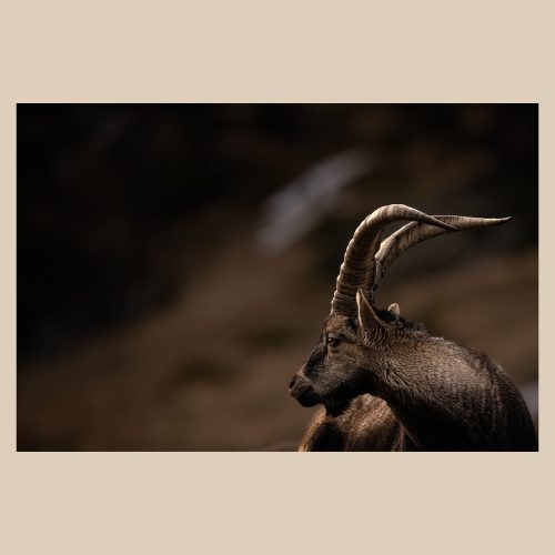Gros plan sur la tête d'un isard des Pyrénées, détail des cornes et du regard, photo de nature sauvage par Frédéric Poulain.