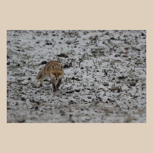 Renard roux en maraude dans un champ enneigé, photo de nature sauvage par Frédéric Poulain.
