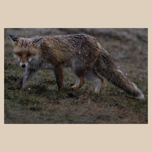 Renard roux sous la neige en plein hiver, photographie animalière de Frédéric Poulain.