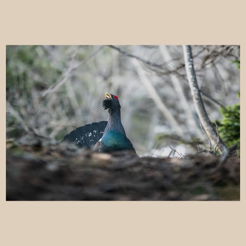 Chant du Grand Tétras en parade nuptiale, photographie animalière d'exception par Frédéric Poulain.